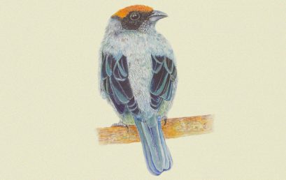La Guía ilustrada de las aves de la Universidad de los Andes premiada por Andigraf